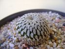 Turbinicarpus pseudopectinatus v. rubriflorus