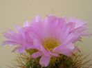 Acanthocalycium spiniflorum f. violaceum