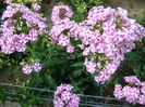 phlox