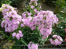 phlox-swetgarden