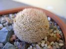 Mammillaria magallanii