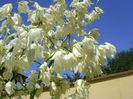 Yucca gloriosa