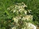 cornus controversa variegata