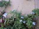 1 aug.plumbago bleu .Cel alb se mai lasa asteptat...