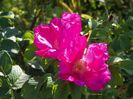 Rugosa Rubra