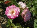 Bordure Rose