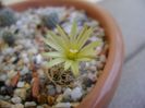 Turbinicarpus krainzianus v. minimus