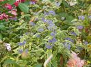 caryopteris cland. Worcester Gold