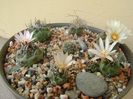 Grup de 7 Turbinicarpus