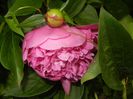 Peony. Bujor (2017, May 16)