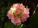 Hydrangea macrophylla (2017, June 21)