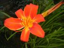 Hemerocallis Red (2017, June 24)