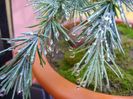 Cedrus deodara "feeling blue"