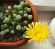 Fenestraria