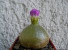 conophytum burgeri