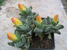 Faucaria subintegra L.Bolus 1934.