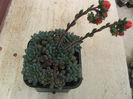 Echeveria setosa var. diminuta cv."rundellii"