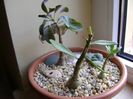 Pachypodium suculentum  & Pachypodium bispinosum  & Othonna triplinervia