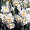 narcissus-daffodil-bridal-crown-