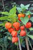 Physalis alkekengi-fresh seeds-CHINESE LANTERN -GROUND CHERRY Tomato