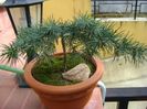 Cedrus deodara "feeling blue"