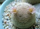 Mammillaria lasiacantha