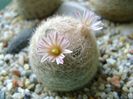 Mammillaria lasiacantha