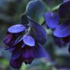 Cerinthe major purpurescens seminte