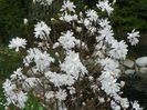 magnolia stellata