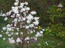 magnolia stellata