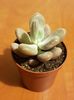 Pachyphytum oviferum