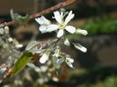 amelanchier lamarckii