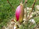 trebuia sa fie magnolia Alba Superba