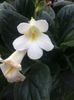 Streptocarpus ‘Purpelina’