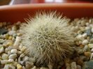 Mammillaria machucae Ecbido B. Aires, Jalisco