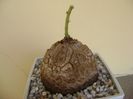 Dioscorea elephantipes