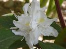 rhododendron Cunningham White