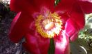 Paeonia Romanica Peregrina - Bujor salbatic romanesc