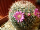 Mammillaria matudae