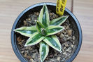 Agave Victoria Reginae Kizan 100