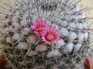 Mammillaria formosa ssp. chionocephala