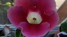 Gloxinia Blanche de Meru deosebita ...