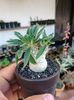 Pachypodium namaquanum