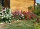 Perennial Blush, Lavender Dream, Ballerina Red