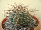 Gymnocalycium cardenasianum