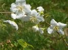 philadelphus Beauclerk