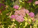 spiraea Firelight