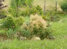 cotinus coggyria Young lady