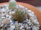 Mammillaria stella-de-tacubaya