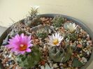 Grup de 7 Turbinicarpus